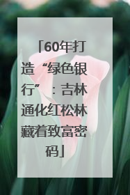 60年打造“绿色银行”：吉林通化红松林藏着致富密码